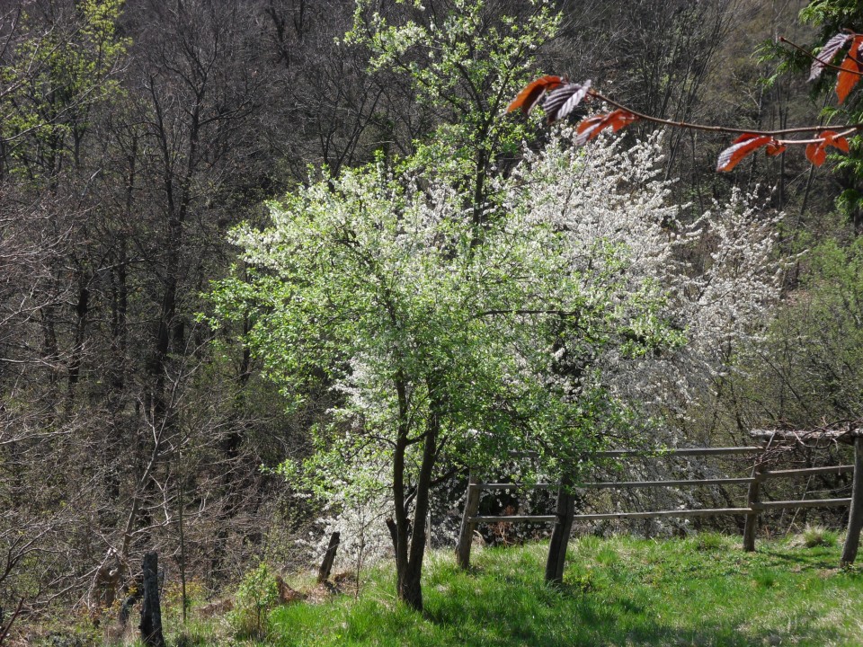 3. 4. 2017 - foto povečava