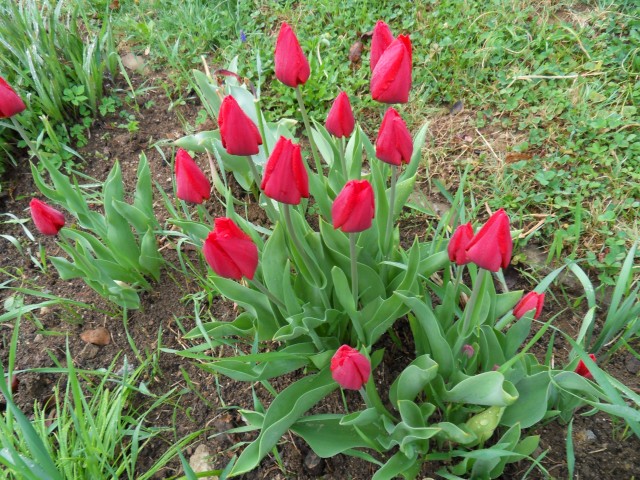 5. 4. 2017 - foto