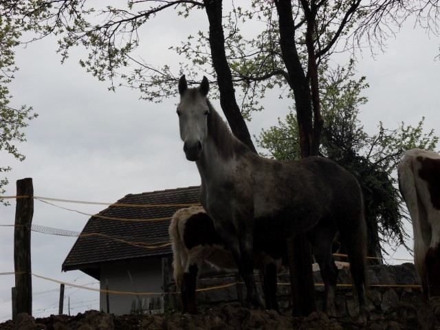 5. 4. 2017 - foto