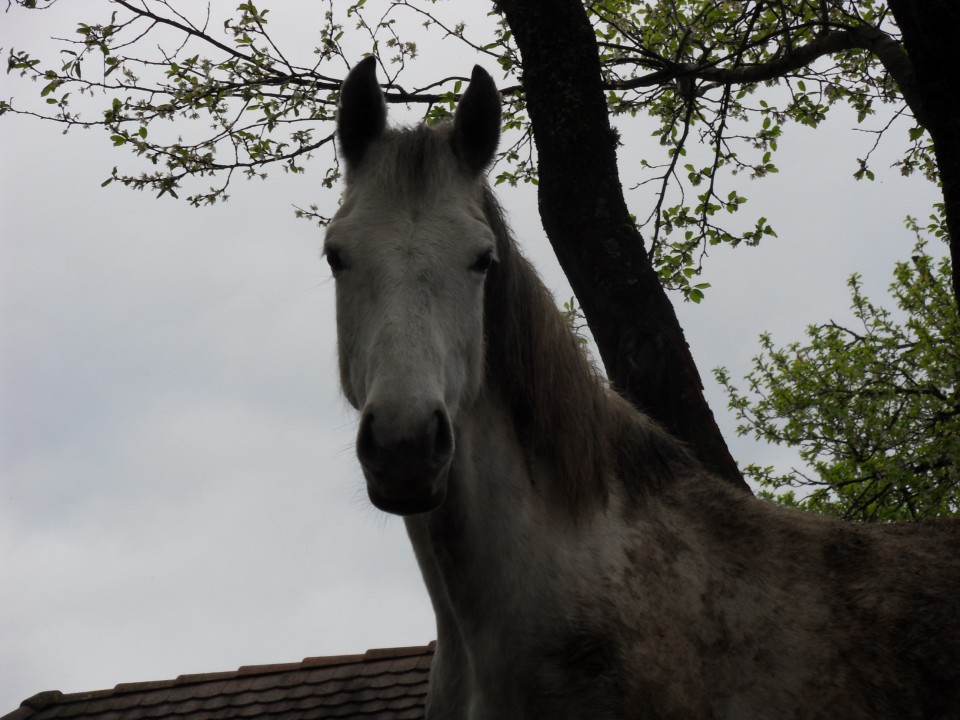 5. 4. 2017 - foto povečava