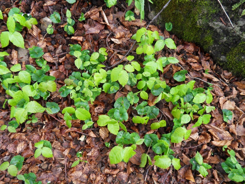 5. 4. 2017 - foto povečava