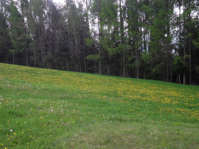 26. 4. 2017 - foto