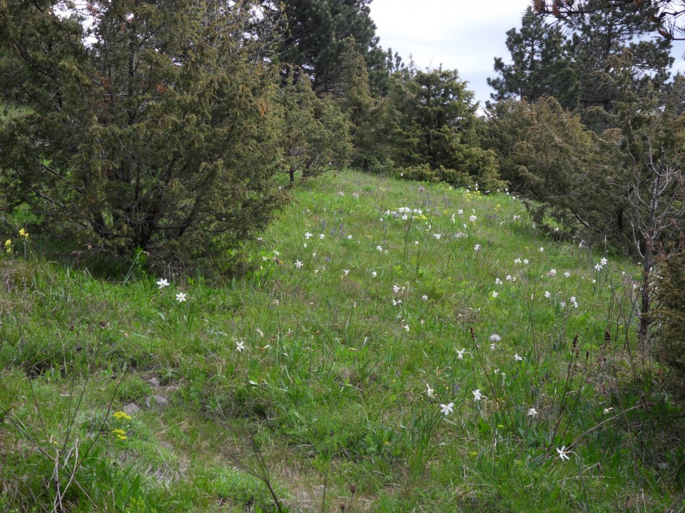 15. 5. 2017 - foto povečava