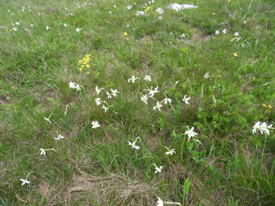 15. 5. 2017 - foto povečava