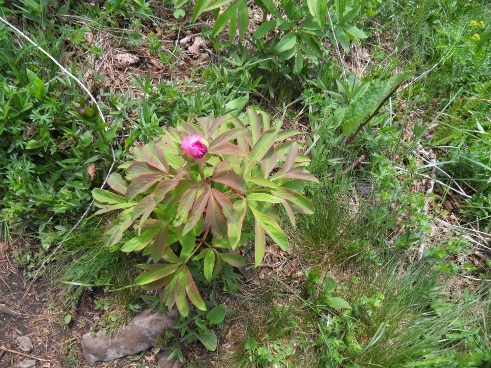 15. 5. 2017 - foto povečava