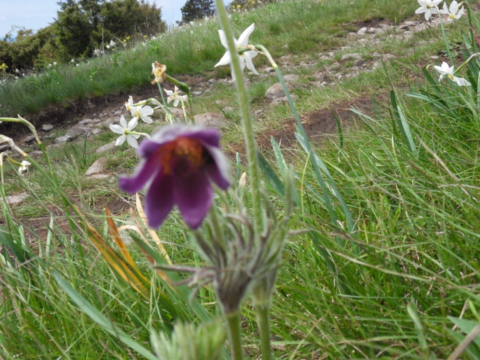 15. 5. 2017 - foto povečava