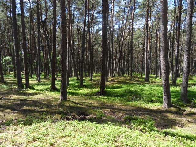 28. 5. 2017 - foto