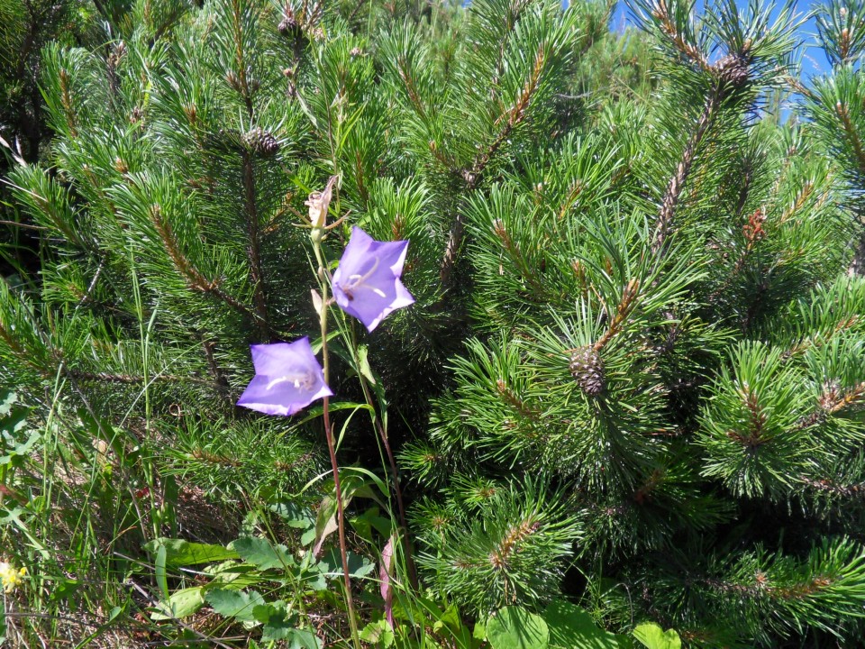 19. 6. 2017 - foto povečava