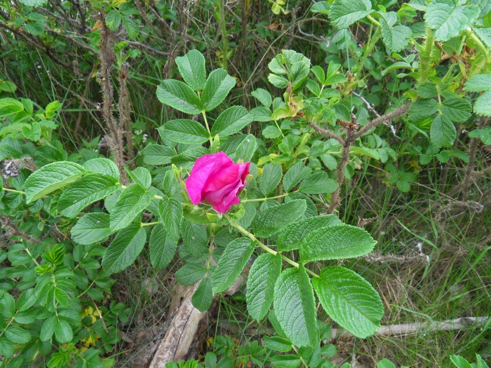 29. 5. 2017 - foto povečava