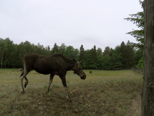 30. 5. 2017 - foto