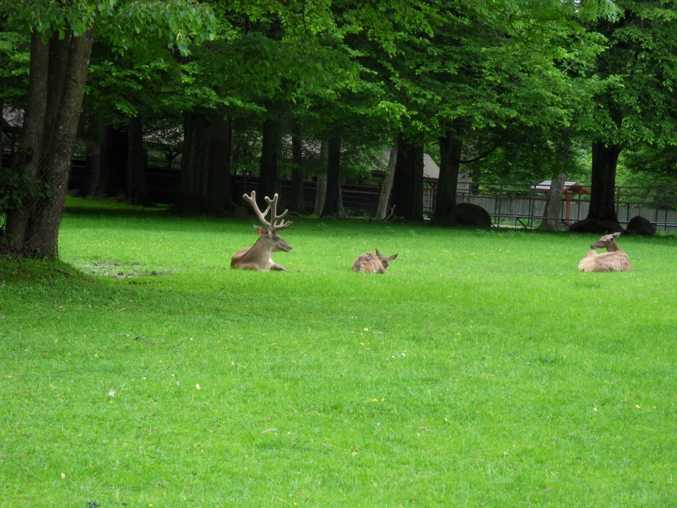 31. 5. 2017 - foto povečava