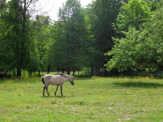 31. 5. 2017 - foto