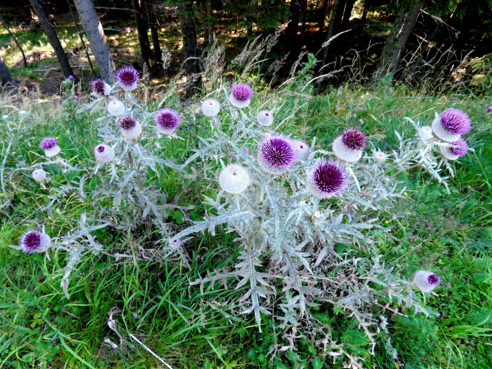 13. 8. 2017 - foto povečava