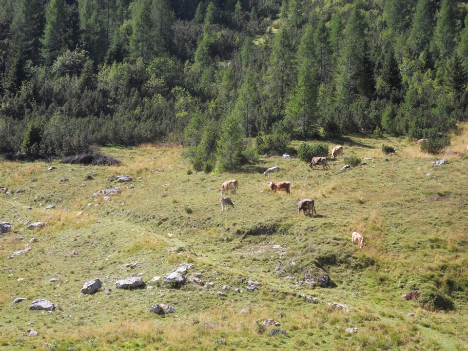 17. 8. 2017 - foto povečava