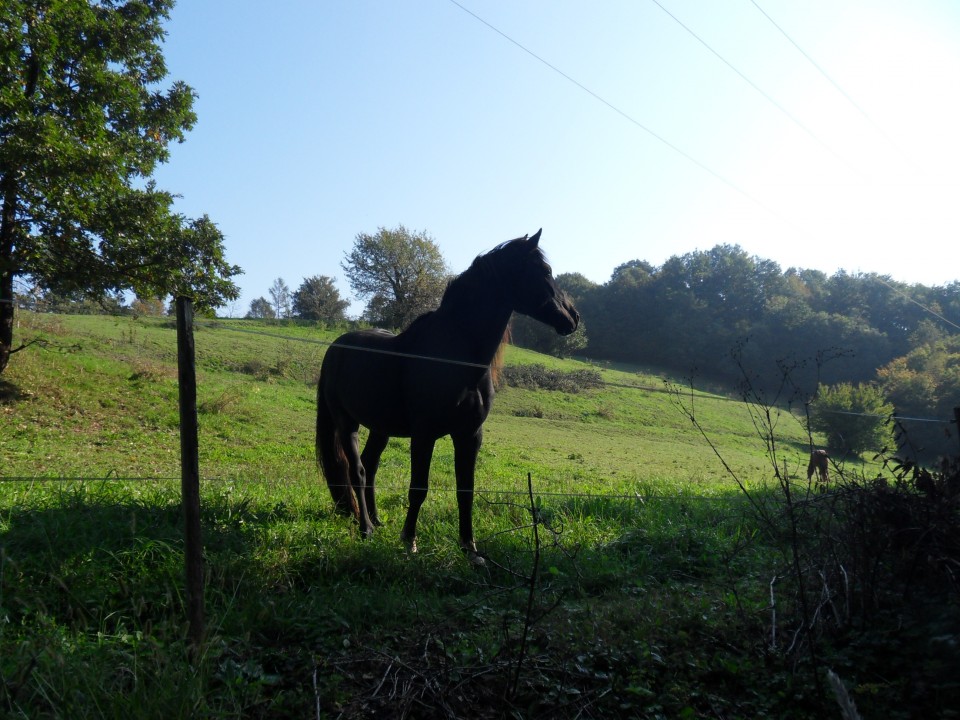 2. 10. 2017 - foto povečava