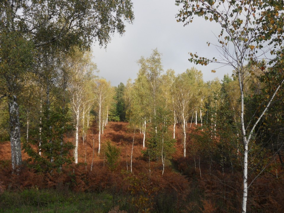 9. 10. 2017 - foto povečava