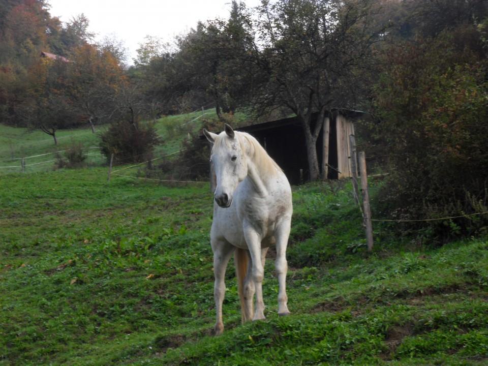 18. 10. 2017 - foto povečava