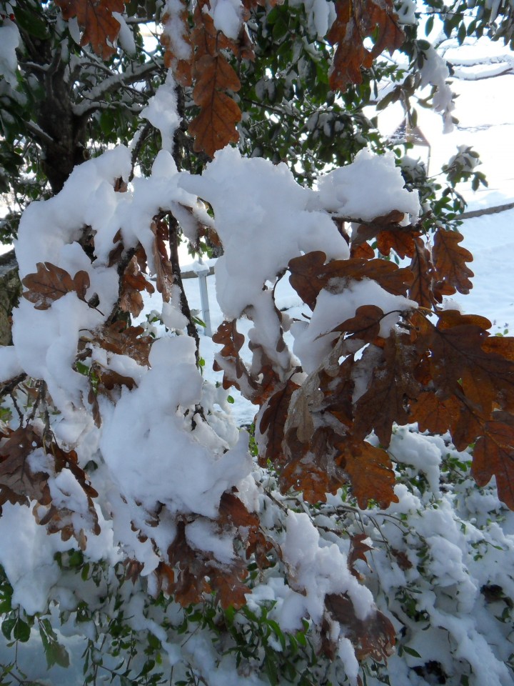 27. 11. 2017 - foto povečava