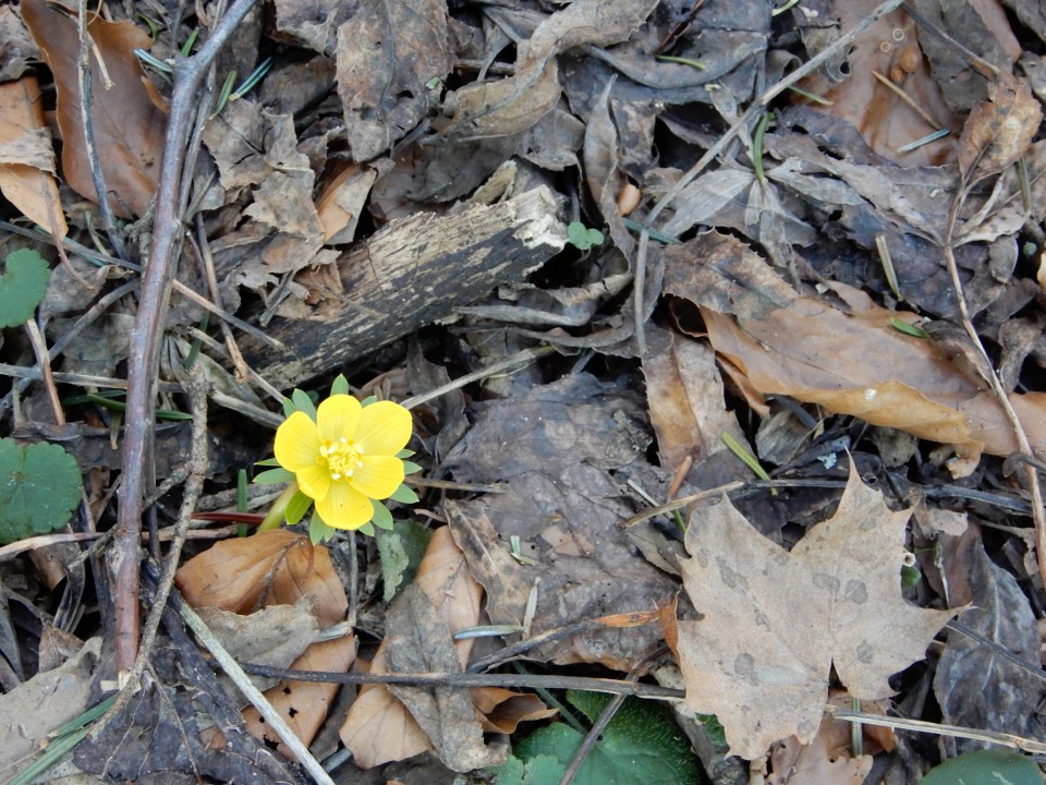 29. 1. 2018 - foto povečava