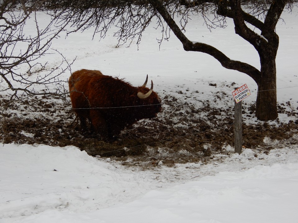 26. 2. 2018 - foto povečava