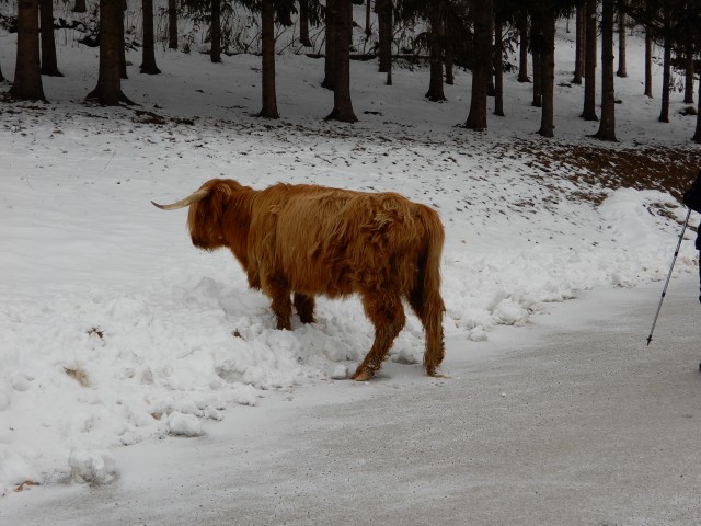 26. 2. 2018 - foto