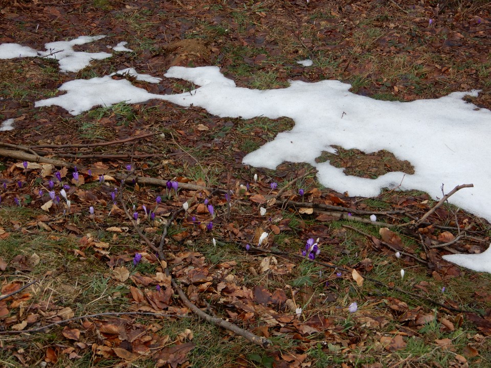 12. 3. 2018 - foto povečava