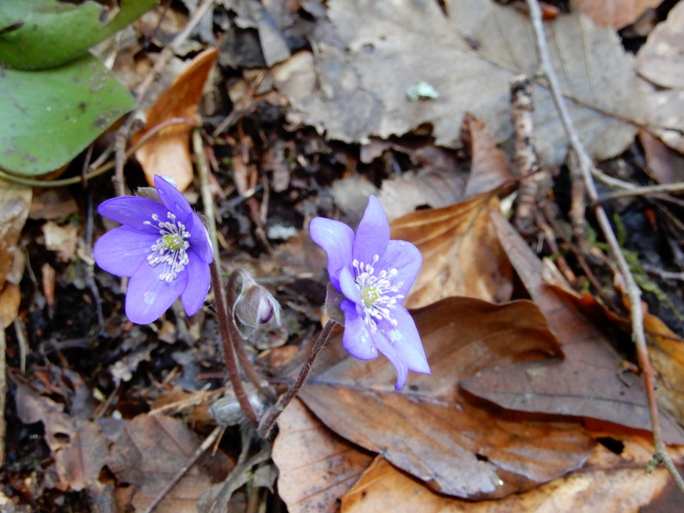 14. 3. 2018 - foto povečava