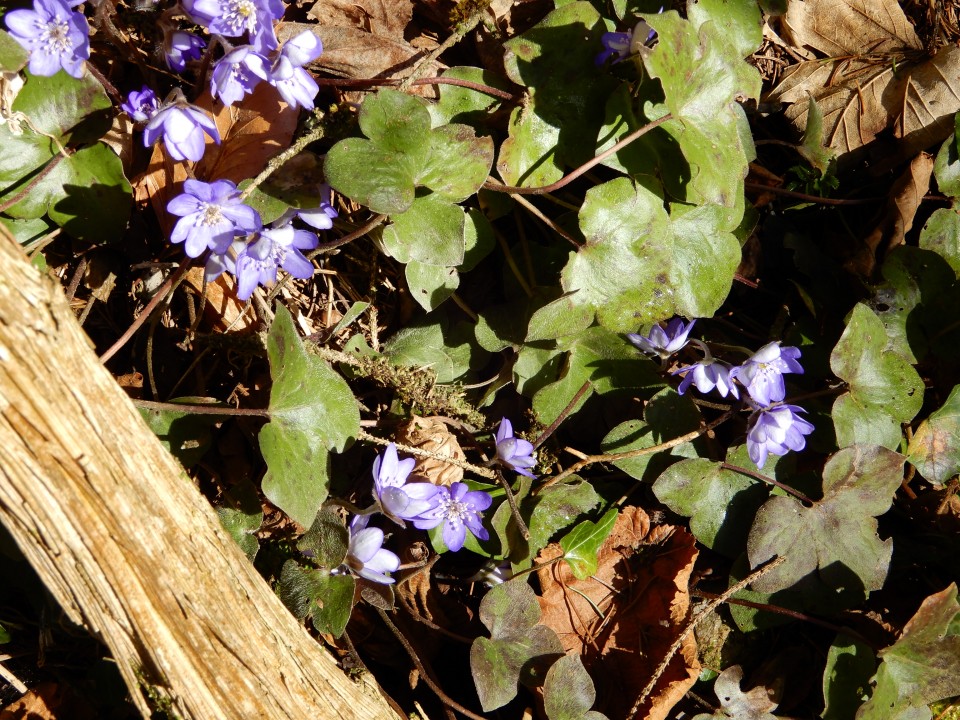 14. 3. 2018 - foto povečava