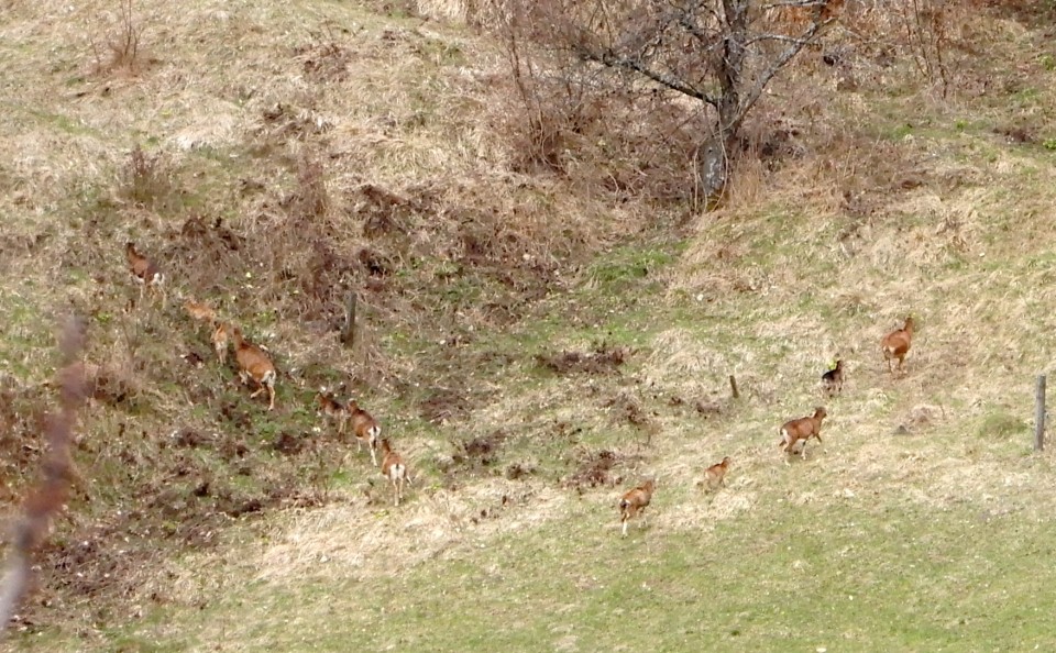 4. 4. 2018 - foto povečava