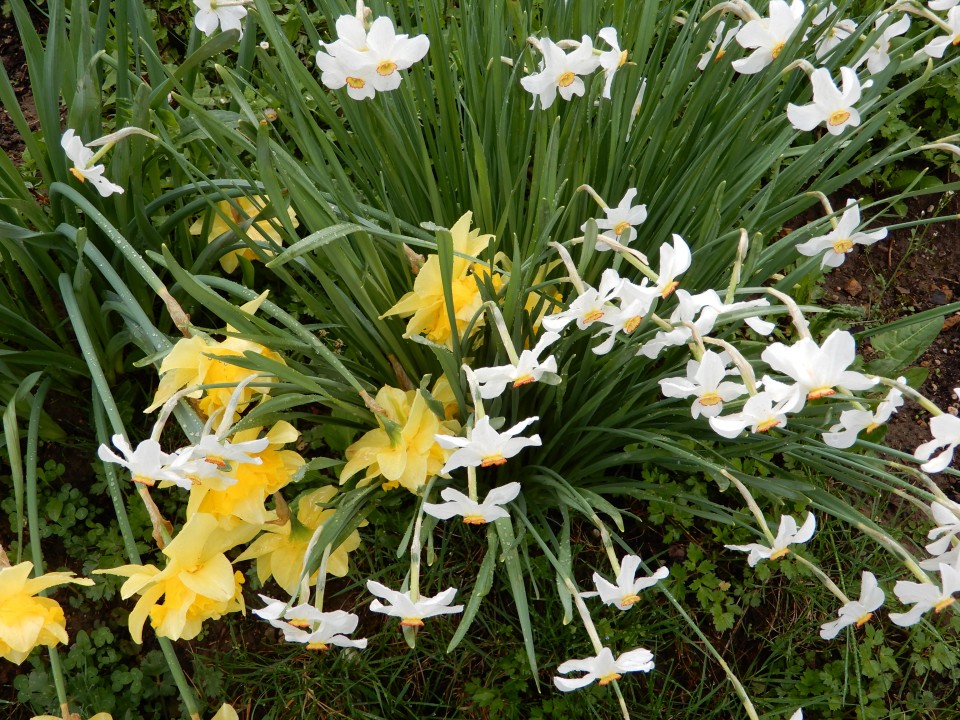 16. 4. 2018 - foto povečava