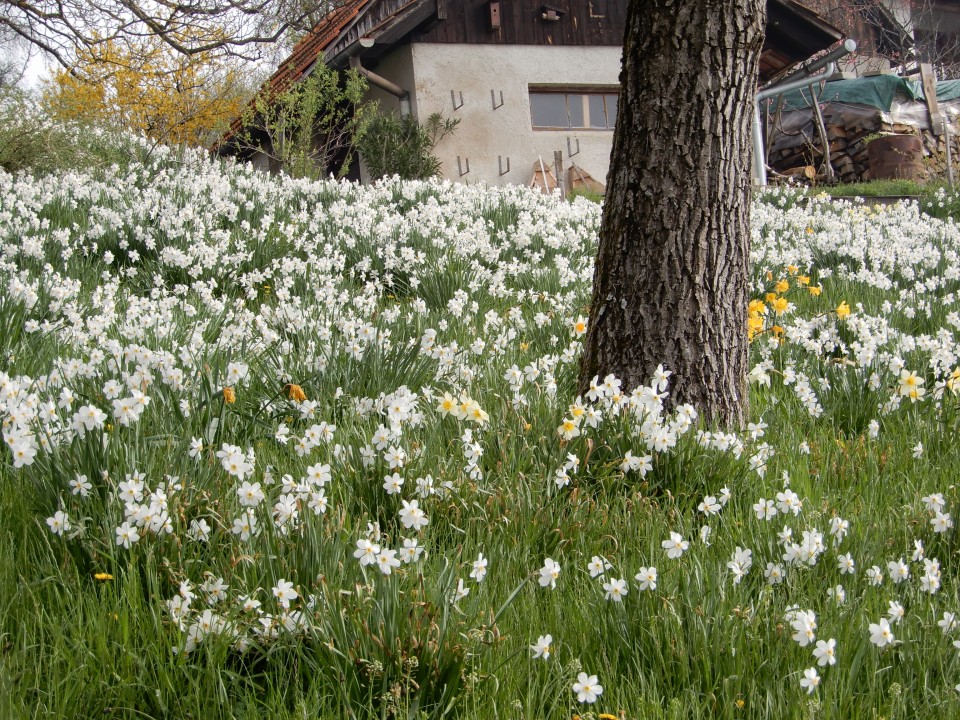 16. 4. 2018 - foto povečava