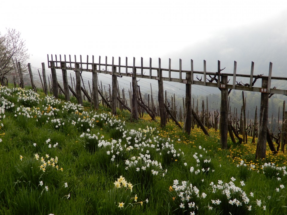 16. 4. 2018 - foto povečava