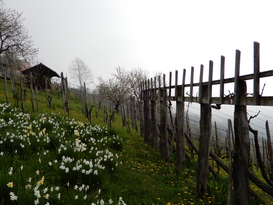 16. 4. 2018 - foto povečava