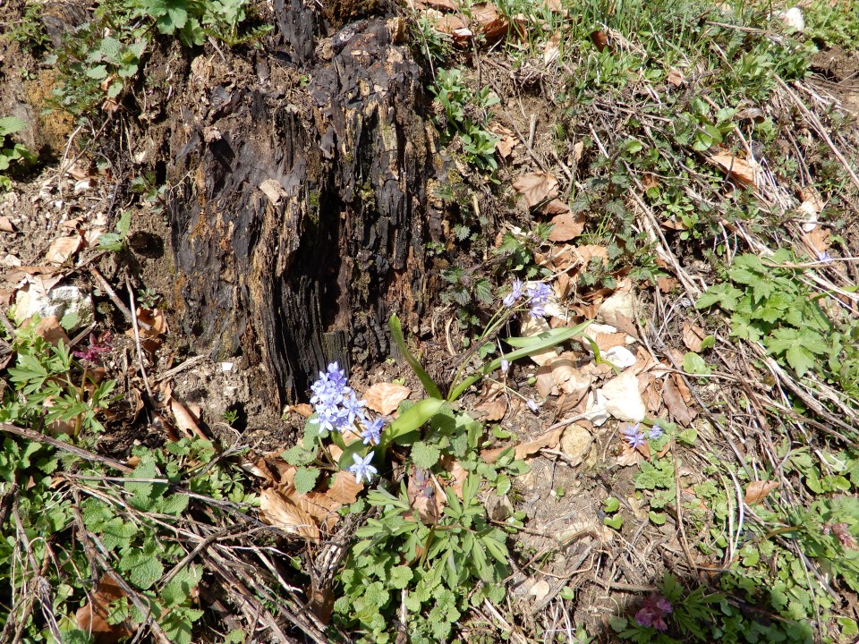 18. 4. 2018 - foto povečava