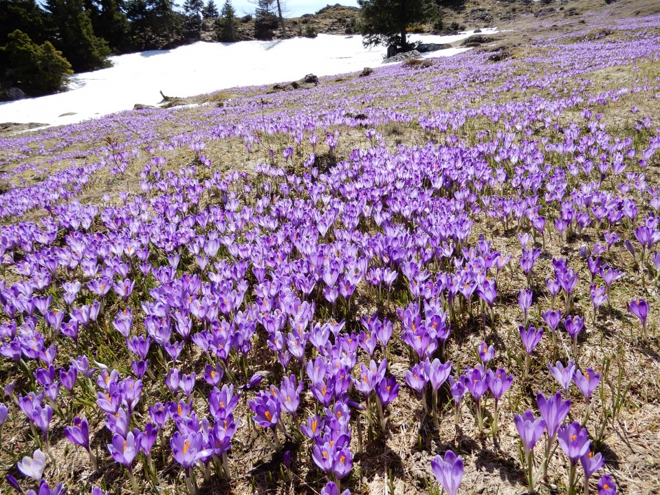 18. 4. 2018 - foto povečava