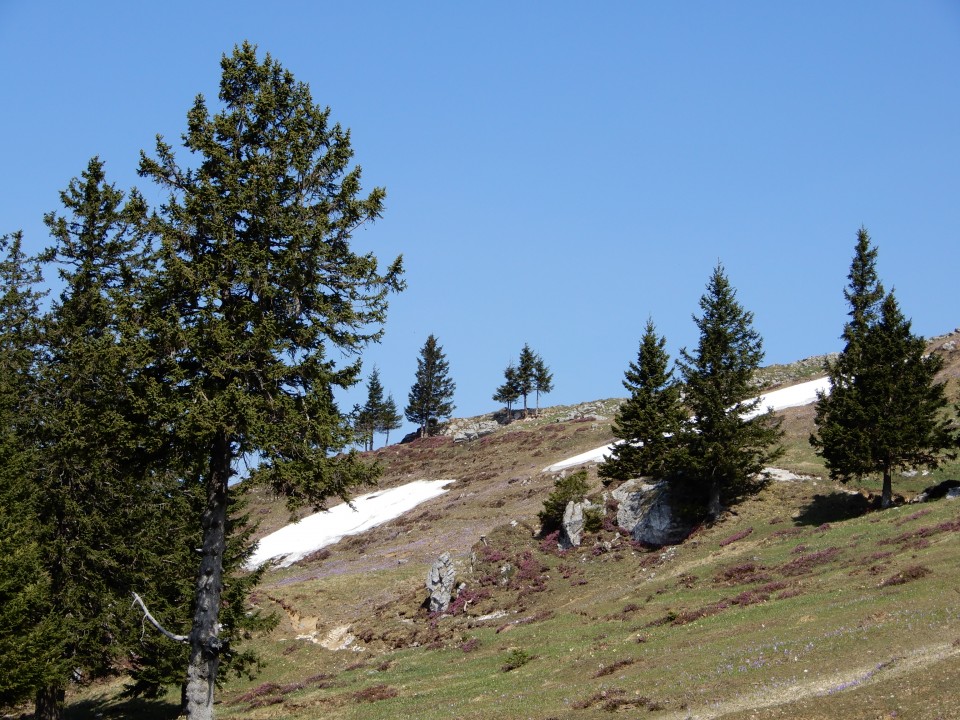 23. 4. 2018 - foto povečava