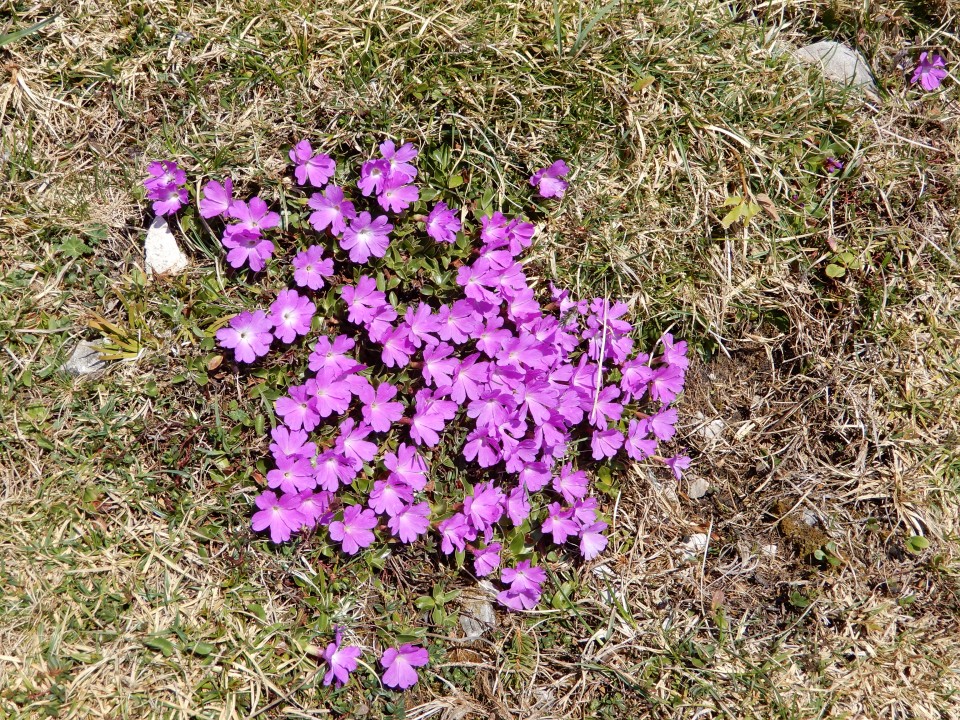 23. 4. 2018 - foto povečava