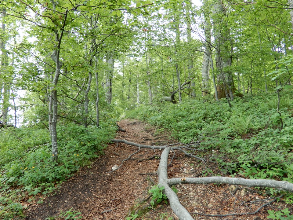 14. 5. 2018 - foto povečava