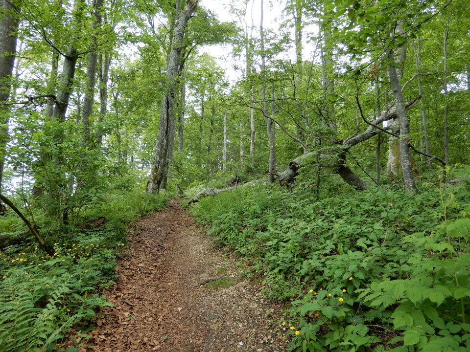 14. 5. 2018 - foto povečava