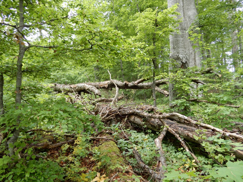 14. 5. 2018 - foto povečava