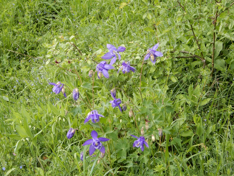 14. 5. 2018 - foto povečava