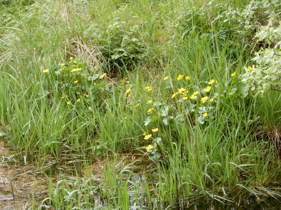 21. 5. 2018 - foto povečava