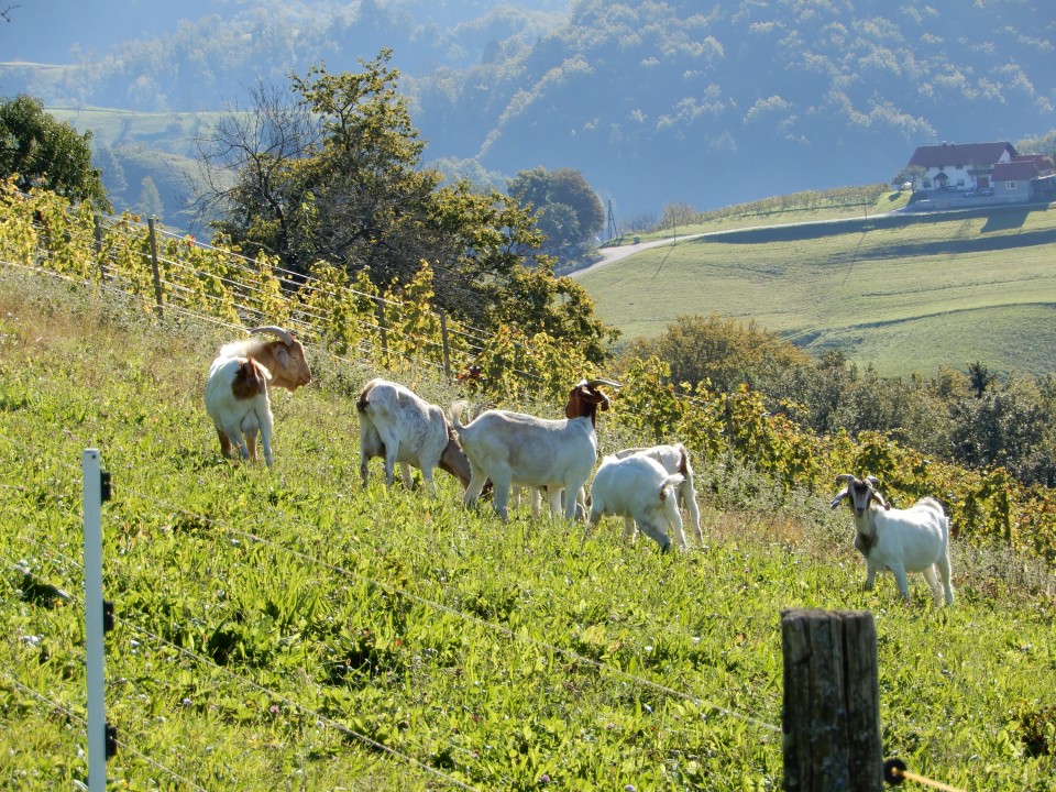 26. 9. 2018 - foto povečava