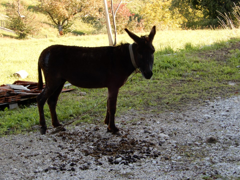 1. 10. 2018 - foto povečava