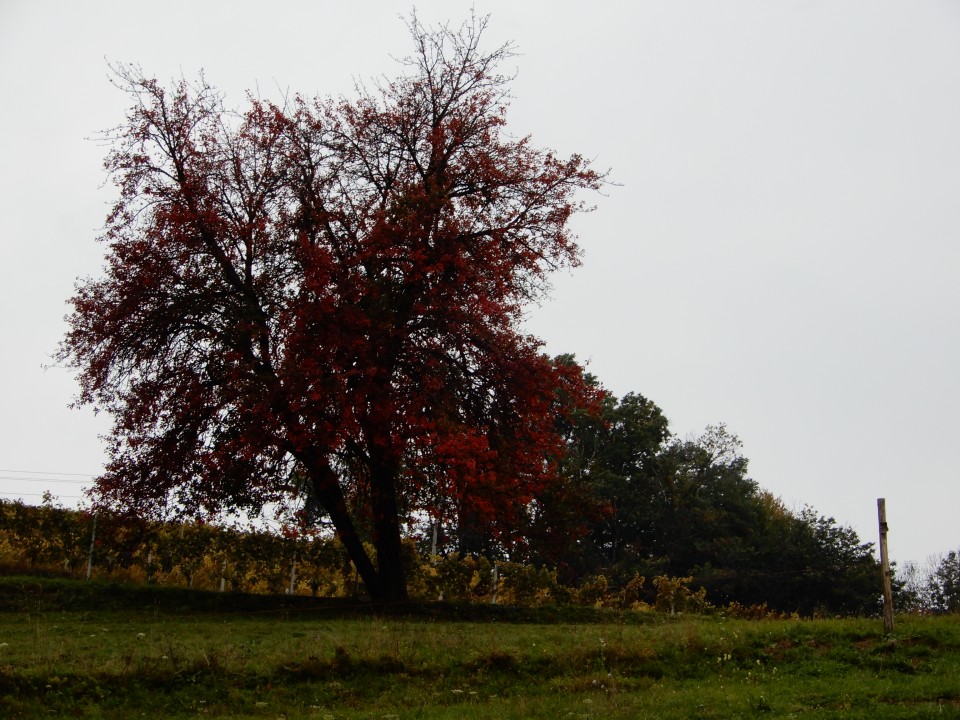 8. 10. 2018 - foto povečava