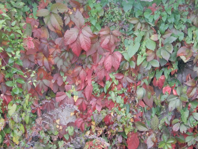 10. 10. 2018 dopoldne - foto