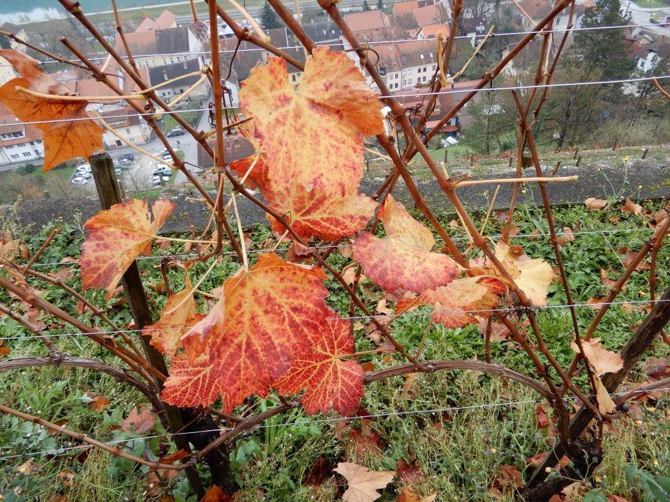 21. 11. 2018 - foto povečava