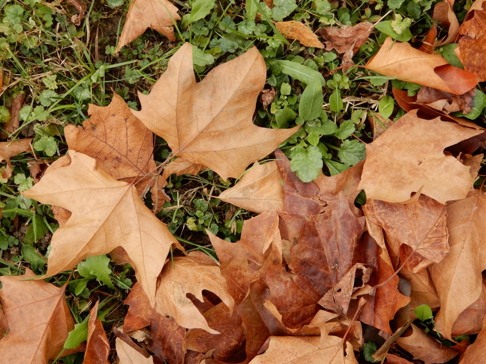 21. 11. 2018 - foto povečava