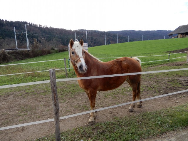 3. 12. 2018 - foto