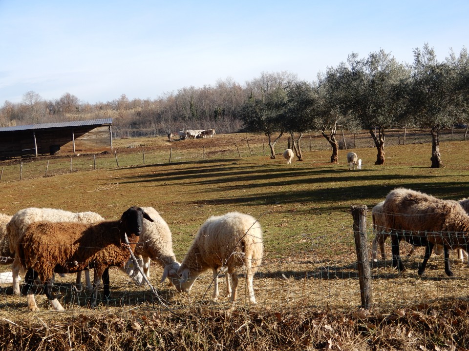 26. 01. 2019 - foto povečava